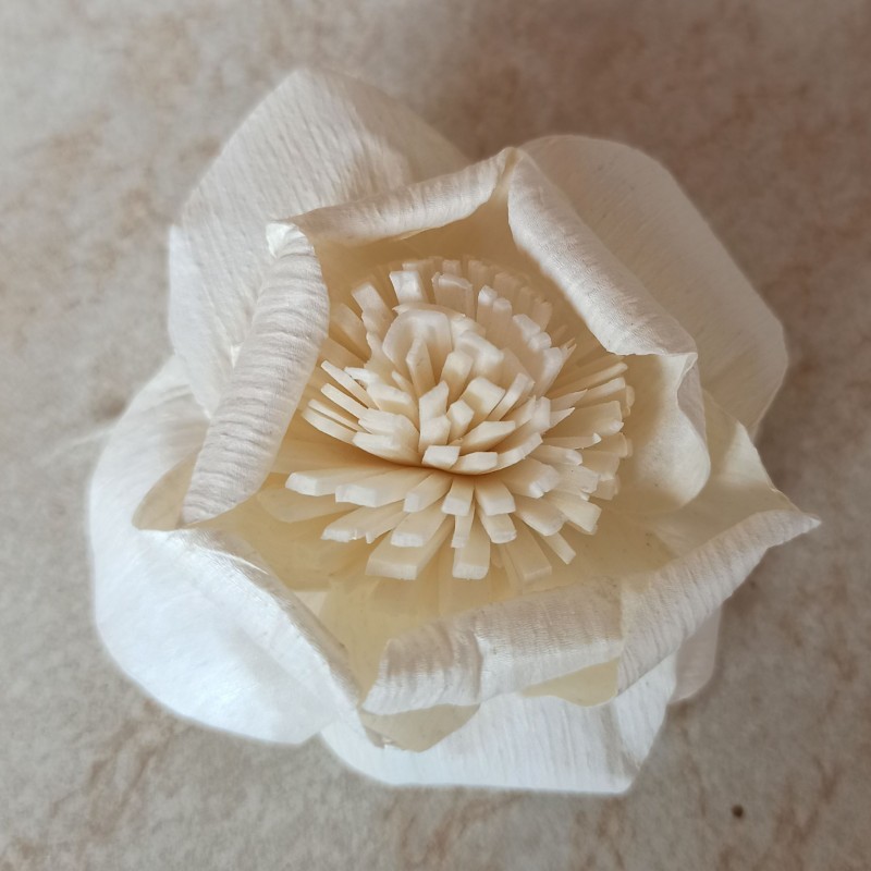 Anesthasia 6cm