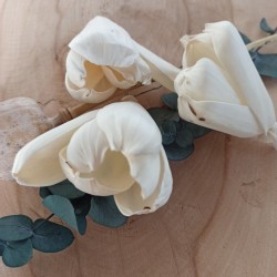 Tulipány 8cm