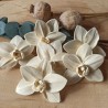 Orchidea II. 6cm