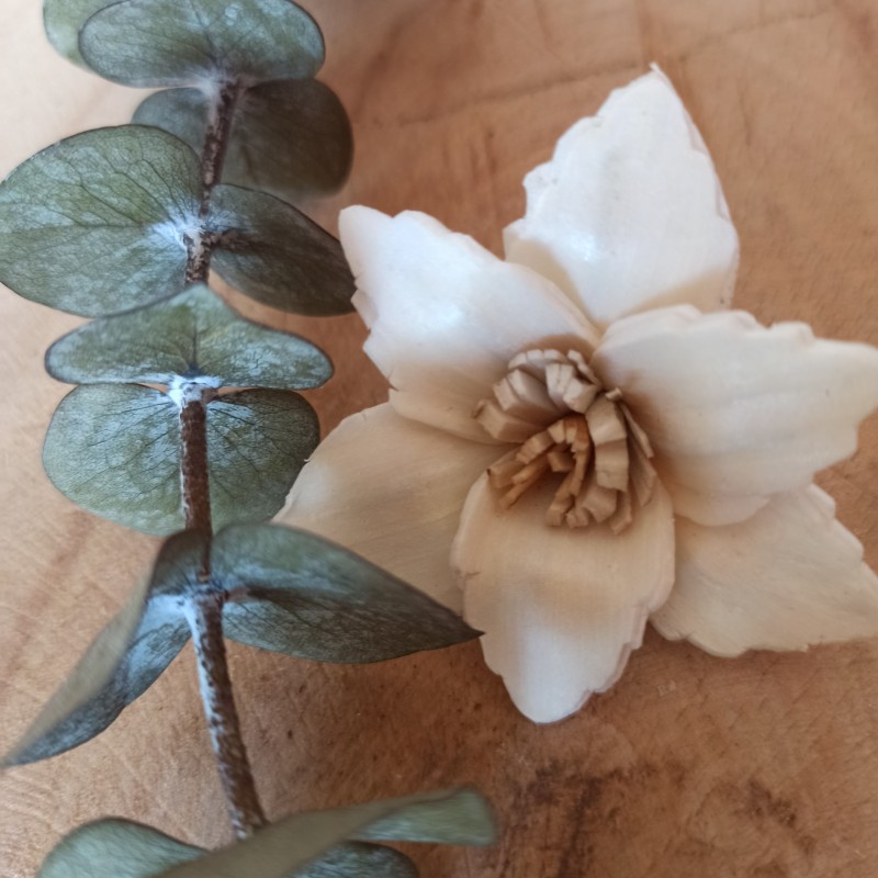 Rajmari 4cm