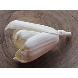 Tulipány 8cm