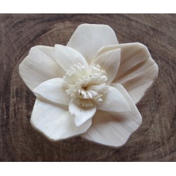 Plumeria 6cm