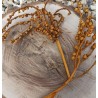 Canella  Berries
