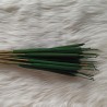 Reed Spadix