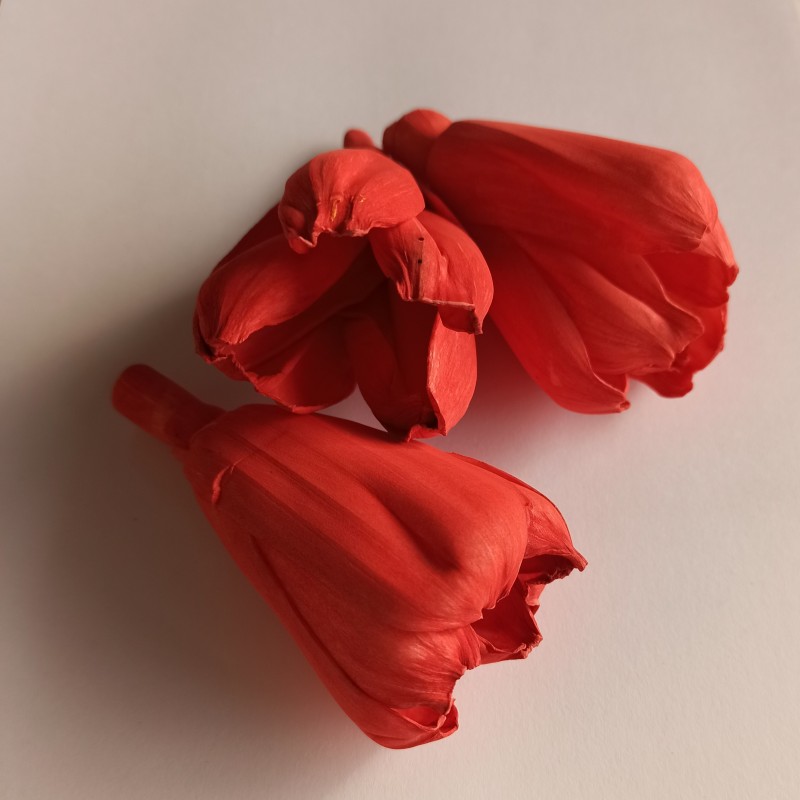 Tulipány v jemnej červenej farbe