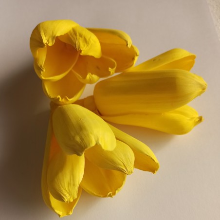 Tulipány v žiarivej žltej farbe