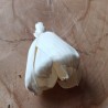 Tulipány