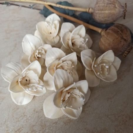 Orchidea I.