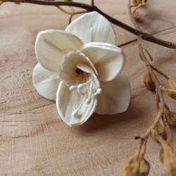 Orchidea I.