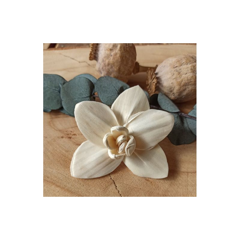Orchidea II. 6cm