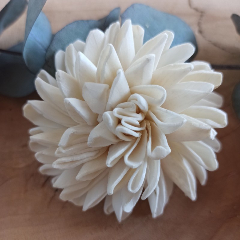 Dalia 6cm